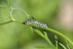 Papilio machaon ladakensis
