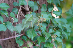 Hedera rhombea
