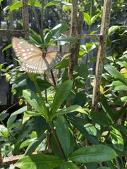 Euploea andamanensis