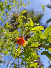 Punica