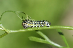 Papilio machaon ladakensis