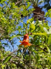 Punica