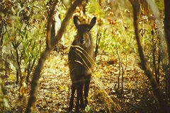 Kobus ellipsiprymnus defassa