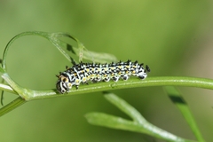 Papilio machaon ladakensis