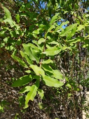 Punica