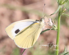 Pieris brassicae