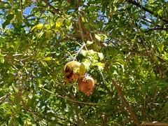 Punica