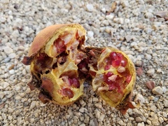 Punica