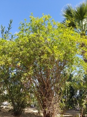 Punica