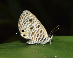 Leptotes pirithous