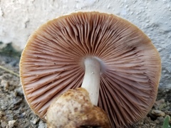 Volvariella bombycina flaviceps