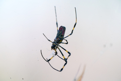 Trichonephila clavata