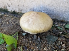 Volvariella bombycina flaviceps