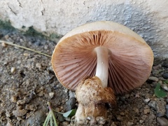 Volvariella bombycina flaviceps
