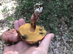 Exsudoporus floridanus