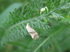 Cochylidia implicitana