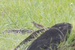 Anthus hodgsoni