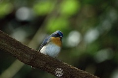 Cyornis sumatrensis