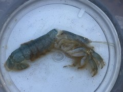 Upogebia pugettensis