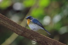 Cyornis sumatrensis