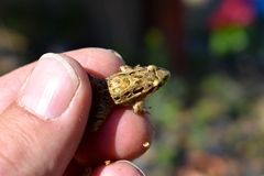 Discoglossus galganoi