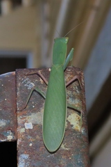 Orthodera ministralis