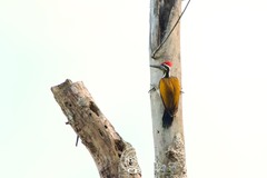 Chrysocolaptes guttacristatus