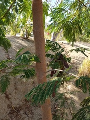 Leucaena