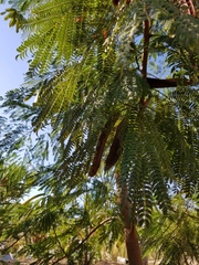Leucaena