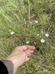 Alepidea peduncularis