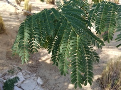 Leucaena