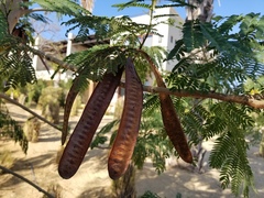 Leucaena