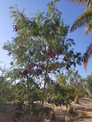 Leucaena