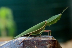Orthodera ministralis