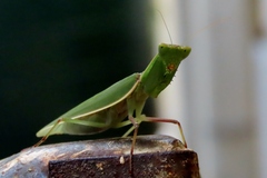 Orthodera ministralis