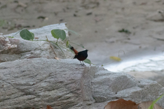 Phoenicurus leucocephalus