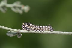 Papilio machaon ladakensis