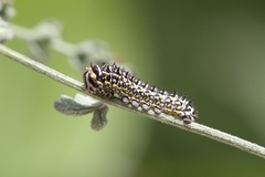 Papilio machaon ladakensis