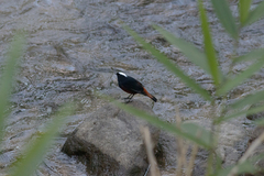 Phoenicurus leucocephalus