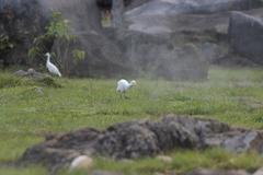 Bubulcus ibis coromandus
