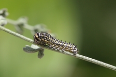 Papilio machaon ladakensis