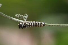 Papilio machaon ladakensis
