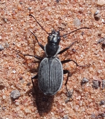 Graphipterus lineolatus
