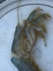 Upogebia pugettensis