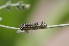 Papilio machaon ladakensis