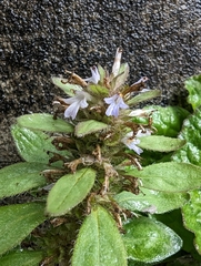 Ajuga taiwanensis