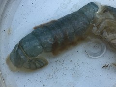 Upogebia pugettensis