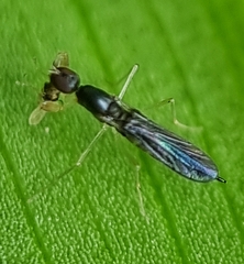 Hemerodromiinae
