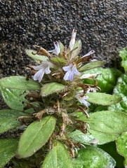 Ajuga taiwanensis