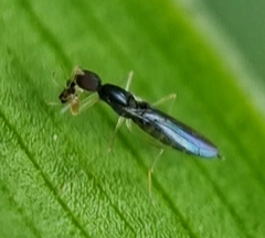 Hemerodromiinae